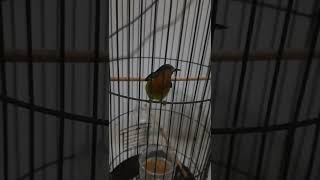 Download Jinakin Kowul Liaran Video MP3 Jinakin Kowul Liaran