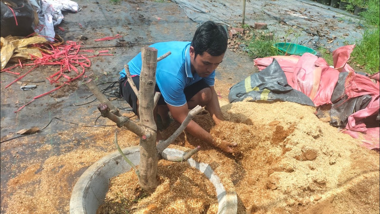 xử lý cây mai tàn mùa cũ nuôi hoa tết (0349361576) #maivang #garden #mai #nhavuon #maitang
