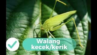 Belalang Kecek / Walang Kerik - 1 jam ll Masteran Burung Belalang kecek / walang kerik