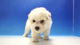 ワンラブ　名古屋市　ペットショップ　90486