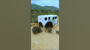 Best Creative Quail Trap Technique #birds #shortvideo #techniqueuniquetrap