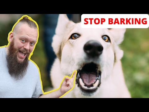 Video: Hjelp for hunder som bark ved hver støy