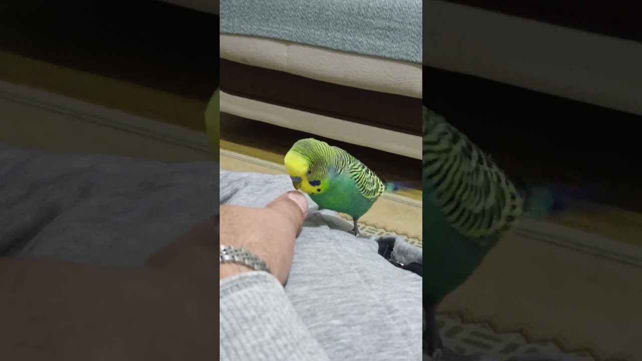muhabbet kuşu cıvıltısı #birds #muhabbetkuşu #dinlendiricisesler #budgies #parrot #birdsong