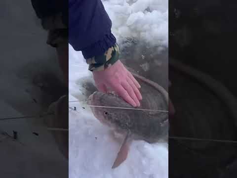 Βίντεο: Burbot - ψάρι κρύων νερών