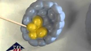 Giggleman DAA Lab Video Embryology starting with the fertilized oocyte