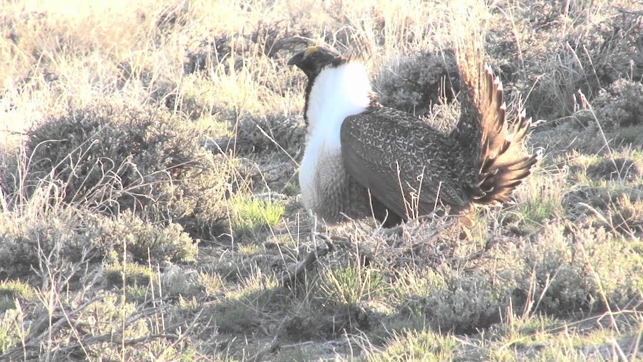 Greater Sage Grouse strutting 