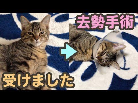 ビデオ: 去勢後の猫の適切な世話