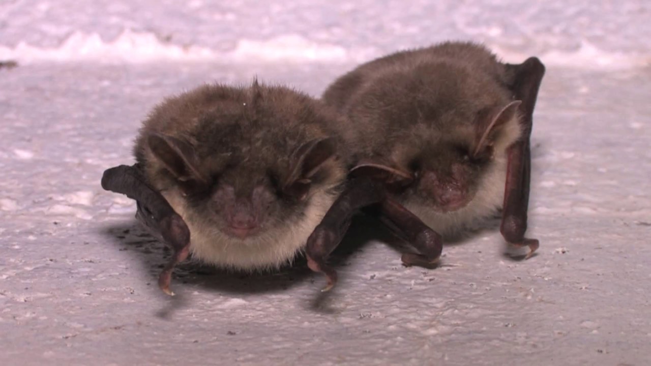 The Greater Mouseeared Bat The British Mammal Guide YouTube