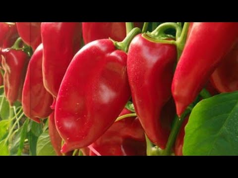 Video: Anaheim Pepper Njega i upotreba - Naučite kako uzgajati Anaheim Peppers