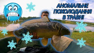 картинка: РИБАЛКА В ТРАВНІ! НЕОЧІКУВАНЕ ПОХОЛОДАННЯ! КОРОПИ МОНСТРИ КЛЮЮТЬ!