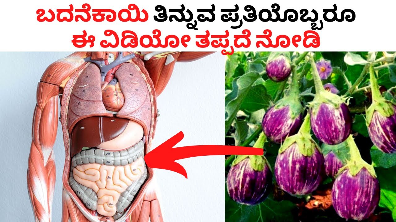 ಬದನೆಕಾಯಿ🍆😱 ತಿನ್ನುವ ಪ್ರತಿಯೊಬ್ಬರೂ ಈ ವಿಡಿಯೋ ತಪ್ಪದೆ ನೋಡಿ । Health benefits of eggplant / brinjal