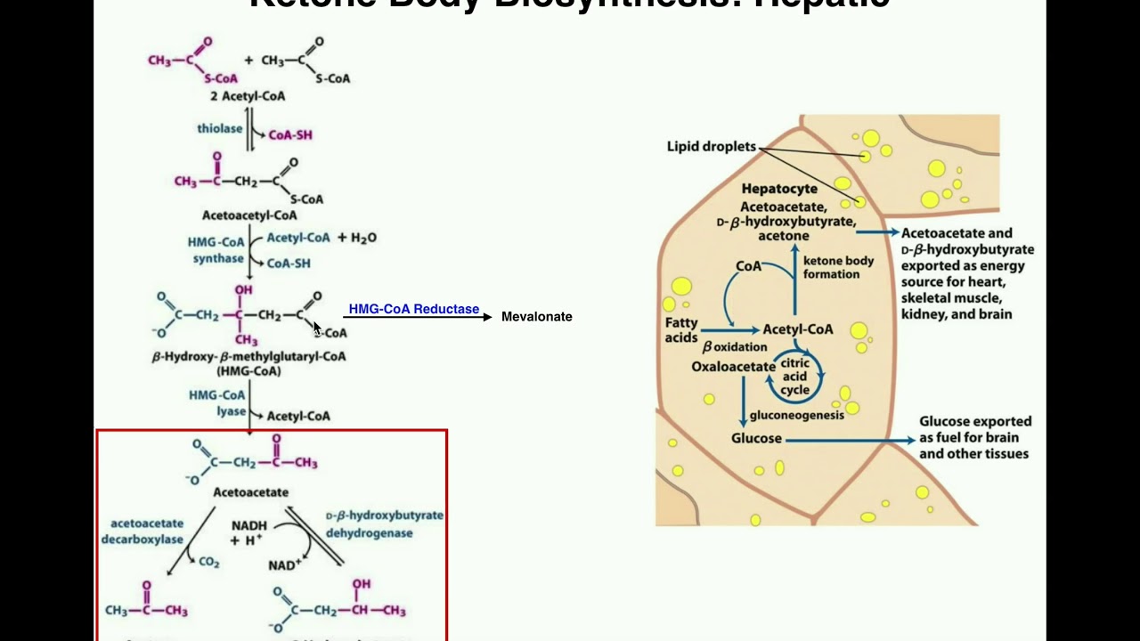 ketone bodies biosynthesis by the liver