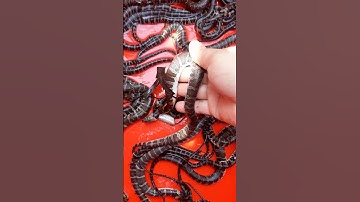 ri cá giống 4 tháng tuổi ae cần lh 0388743223