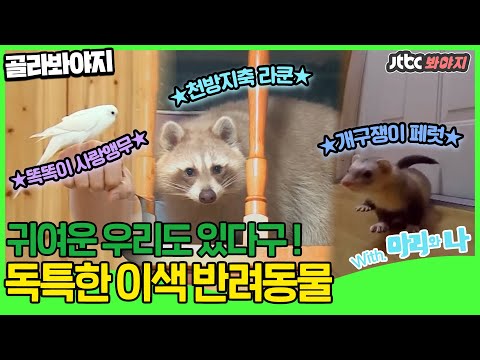 [골라봐야지] ★특이동물 특집 1편★ 장난꾸러기 라쿤에 <strong>페럿</strong>, 앵무새요 ?! 독특한 귀요미들을 소개합니다 !ㅣ마리와 나
