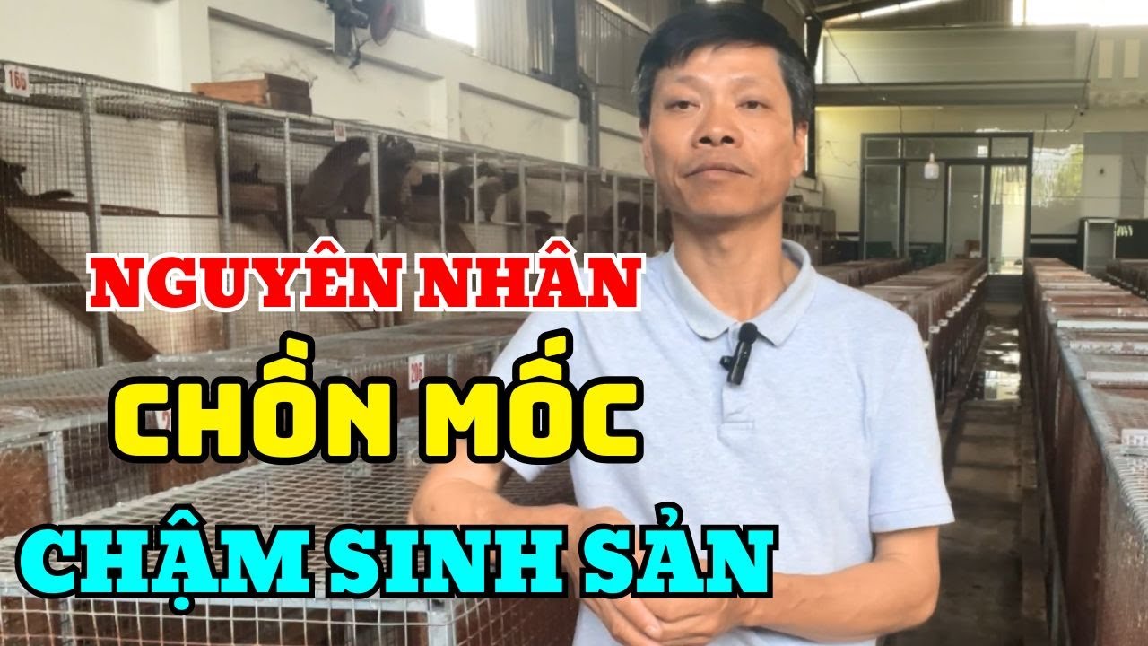 Nguyên Nhân Dẫn Đến Chồn Mốc Của Bà Con Chậm Sinh Sản, Cách Nhận Biết ...