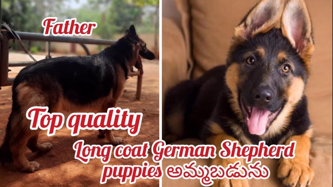 German Shepherd puppies for sale9700393744gunturdog market in guntur
