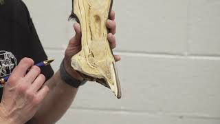 Equine Podiatry Basics: Hoof Anatomy Explained