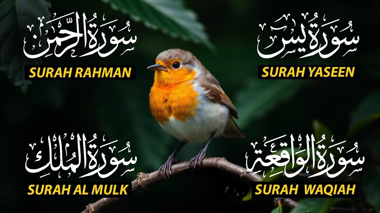 Surah Yaseen (Yasin) | Surah Rahman | Surah Waqiah | Surah Mulk |The Light Of Holy Quran