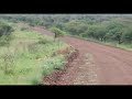 Two lion prides clash at the borders of their territories