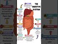 The Digestive System Explained How Your Body Processes Food The Digestive System Explained How Your Body Processes Food