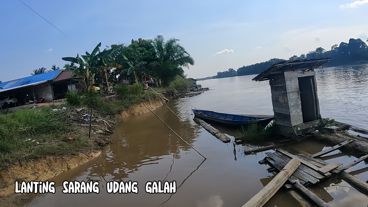 Lanting sarang udang galah