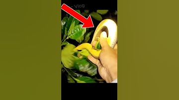 Bắt rắn trên cây bằng tay không #snake