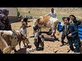 Our Nomadic Kids Can T Believe Their Eyes 
