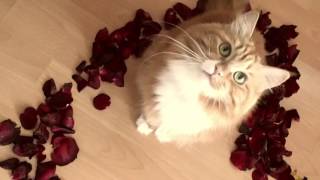 День рождения кошки ♥ Сибирская кошка Шерри ♥ Кошка в лепестках роз ♥ День рождения кошки ♥ Сибирская кошка Шерри ♥ Кошка в лепестках роз ♥