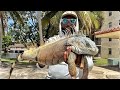 Iguana hunting After Storms in Florida! How to Catch GIANT ORANGE IGUANAS!