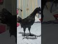 AYAM CEMANI NAKIKITULOG SA LOOB BAHAY!!!