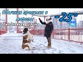 Обычная прогулка с собакой в морозы | СЕНБЕРНАР