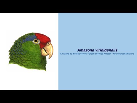 Video Encyclopedia of Parrot Species - #290 Amazona viridigenalis