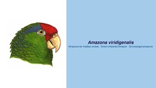 Video Encyclopedia of Parrot Species - #290 Amazona viridigenalis