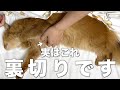 飼い主の多くが猫にやってしまいがちな裏切りに値する行動