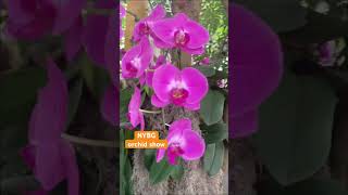 Mr. Flower Fantastic’s “Concrete Jungle” | NYBG The Orchid Show