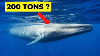 Top 12 Largest Things In The World | John Information