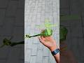 Helicopter - Coconut leaf craft #shorts #viral #coconutleaf #helicopter #leafart #diy #artandcraft