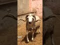 من أجمل مواقف هذا الخروف عجيب
