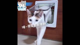 點點卡學貓門🐱 #cat #kitty #catvideos #catlover #貓 #shorts