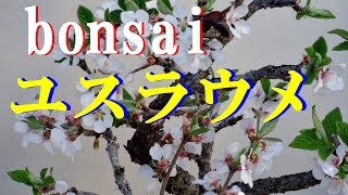 盆栽】 bonsai ゆすらうめ ユスラウメの花が満開 Prunus