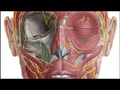 안면거상술을 이해하기 위한 기본 얼굴해부학 Anatomy for Face and Neck lift