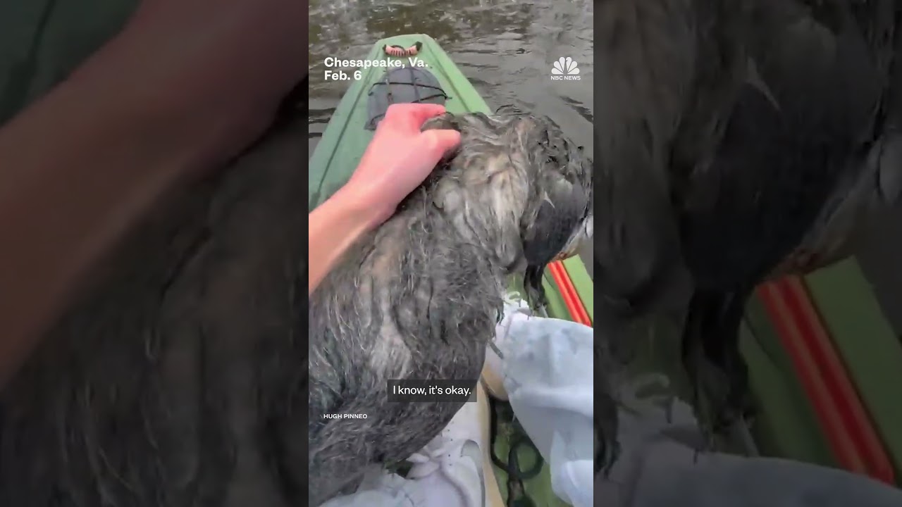 Teenager rescues dog from freezing pond