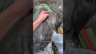 Teenager rescues dog from freezing pond