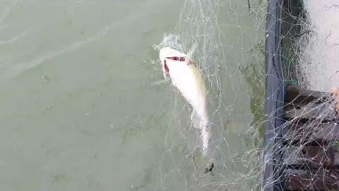 Dính Được Con Thủy Quái Đã Ẩn mình Trên Sông Mekong () Monster on the Mekong River