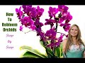 ORCHID CARE TIPS AFTER FLOWERING: How to Make ORCHIDS REBLOOM 💐Flower Again 😀Shirley Bovshow