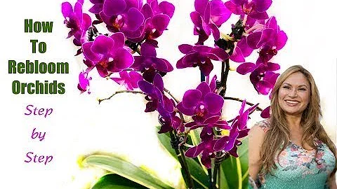 ORCHID CARE TIPS AFTER FLOWERING: How to Make ORCH...