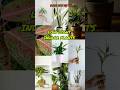 Low light indoor plants for balcony and home decoration #indoor ornamental plants