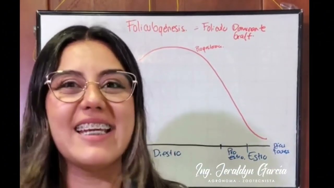 Folículogénesis en bovinos 🐮 ciclo estral en vacas 🐮