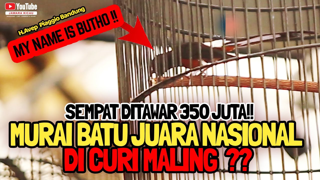 MURAI BATU JUARA NASIONAL DI CURI MALING😱❓SEMPAT DITAWAR 350 JUTA|| SADIS BUTHO ||H.Avep Piaggio BDG