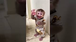 baby monkey so cute#shorts#funny#comedy#monkey#cute